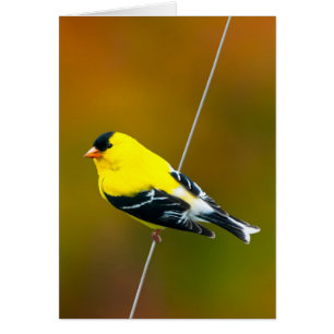 American Goldfinch - Original Photograph Cards