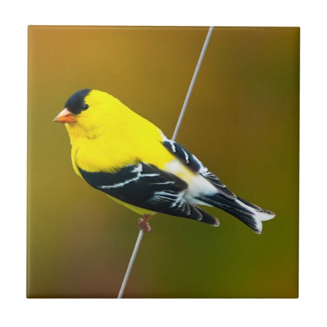 American Goldfinch - Original Photograph Ceramic Tile (Front)