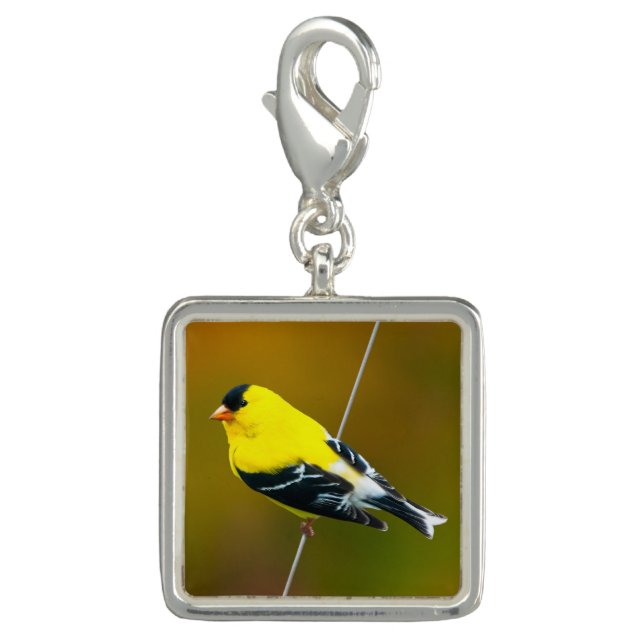 American Goldfinch - Original Photograph Charm (Front)