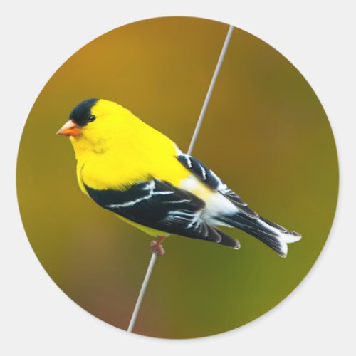 American Goldfinch _ Original Photograph Classic Round Sticker