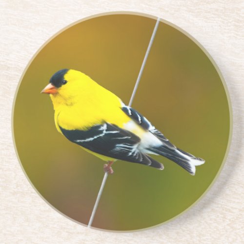 American Goldfinch _ Original Photograph Coaster