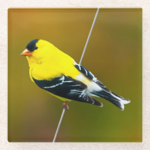 American Goldfinch - Original Photograph Glass Coaster