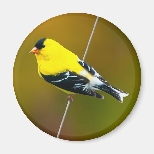 American Goldfinch - Original Photograph Magnet (Front)