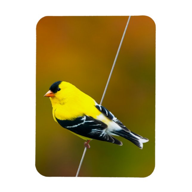 American Goldfinch - Original Photograph Magnet (Vertical)