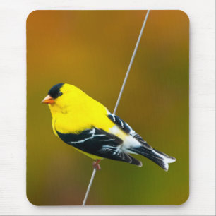 American Goldfinch - Original Photograph Mouse Pad