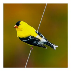 American Goldfinch - Original Photograph Poster