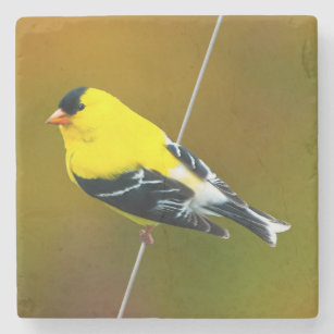 American Goldfinch - Original Photograph Stone Coaster