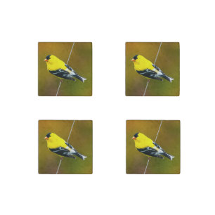 American Goldfinch - Original Photograph Stone Magnet