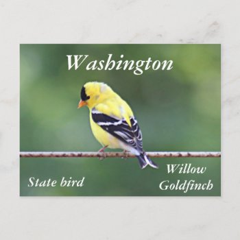 American Goldfinch Photo Postcard by backyardwonders at Zazzle