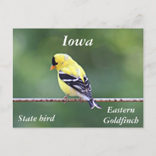 American goldfinch photo postcard