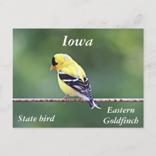 American goldfinch photo postcard