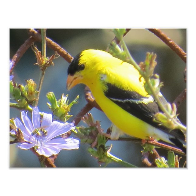 American Goldfinch Photo Print (Front)