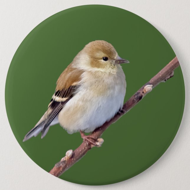 American Goldfinch Pinback Button (Front)