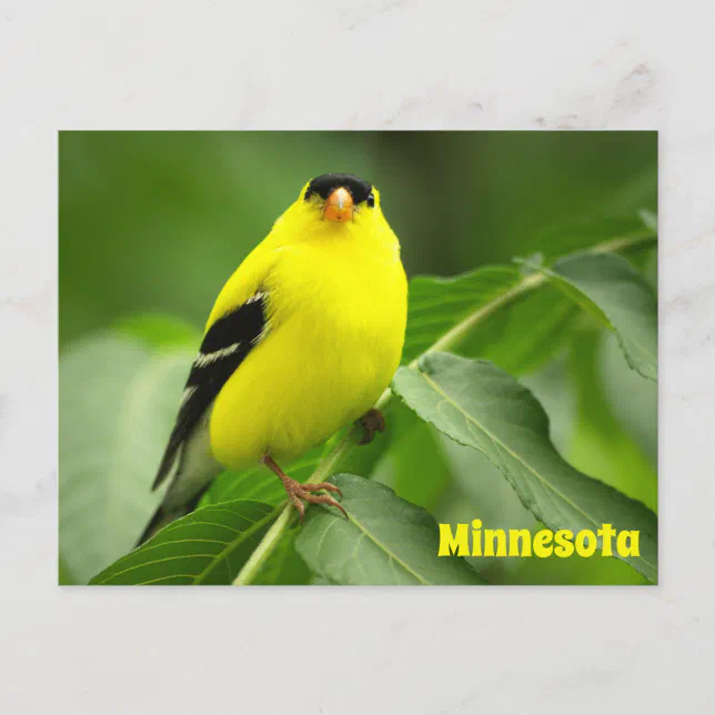 American Goldfinch Postcard Zazzle