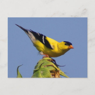 American Goldfinch Postcard