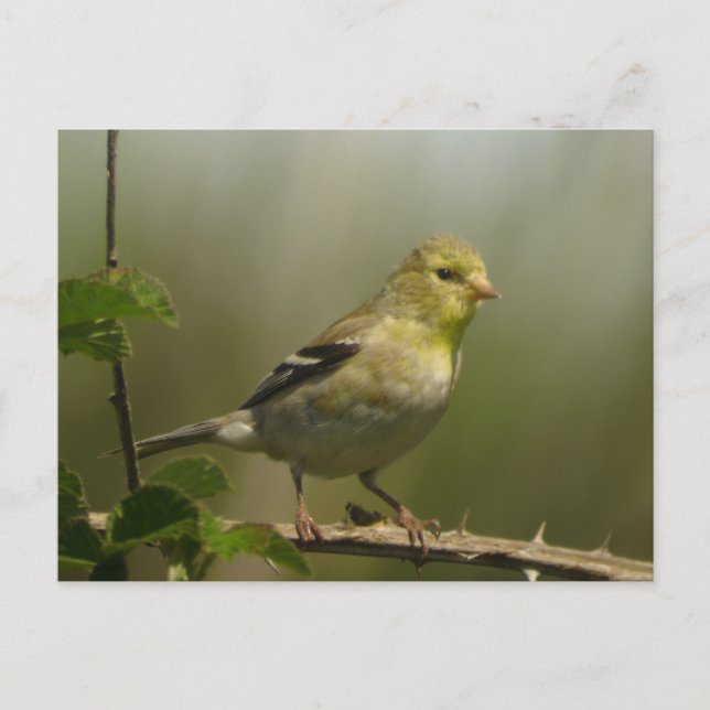 American Goldfinch Postcard (Front)