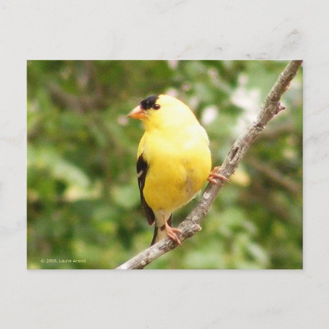 American Goldfinch Postcard (Front)