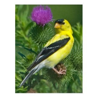 American Goldfinch Postcard