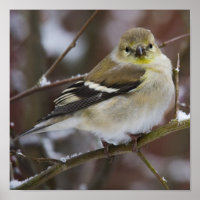 American Goldfinch Posters
