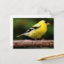 American Goldfinch Songbird on Arbutus Tree Postcard