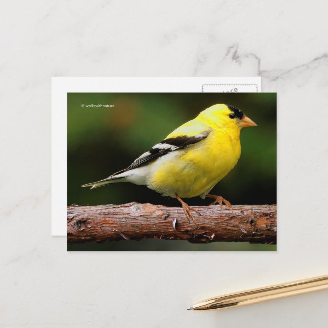 American Goldfinch Songbird on Arbutus Tree Postcard (Front/Back In Situ)