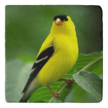 American Goldfinch Stone Trivet