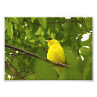 American Goldfinch With Feet Tucked In Photo Print