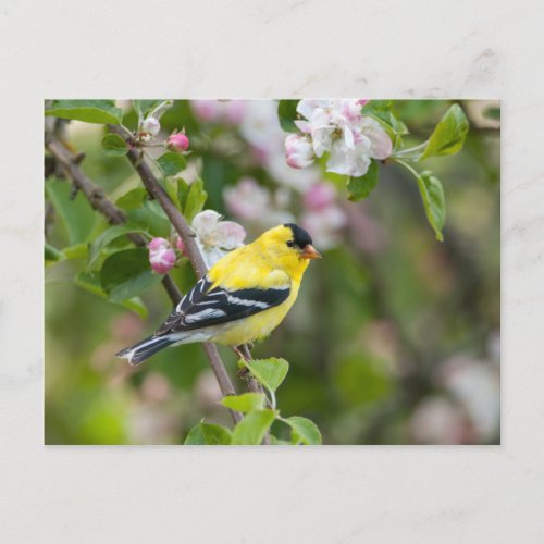 American Goldfinch with spring apple blossoms Postcard