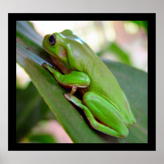 American Green Tree Frog Poster
