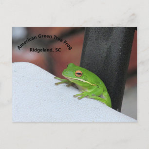 American Green Treefrog Postcard