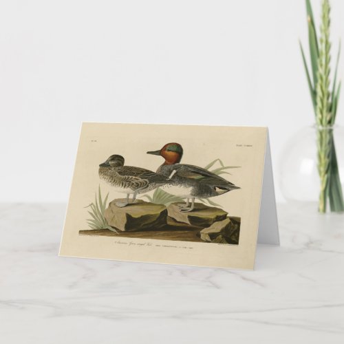 American Green winged Teal from Audubons Bird Card