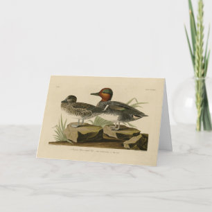 American Green winged Teal from Audubon's Bird Card
