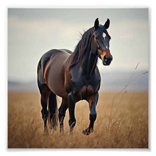 American horse  photo print (Front)