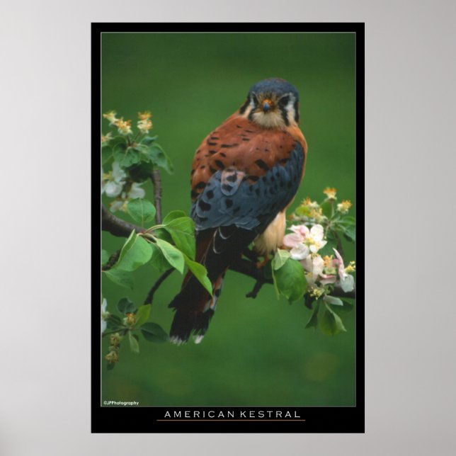 American Kestral Poster (Front)
