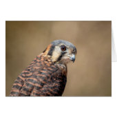 American Kestrel (Front Horizontal)