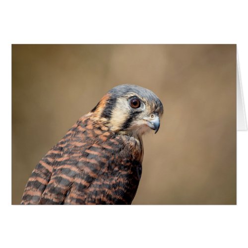 American Kestrel