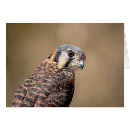 American Kestrel (Front Horizontal)