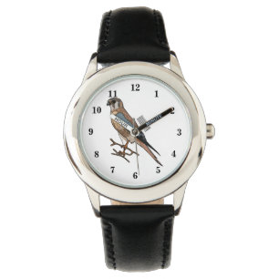 American kestrel bird cartoon illustration watch