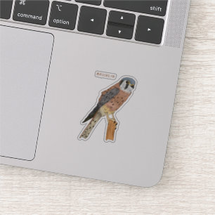American Kestrel bird illustration Sticker
