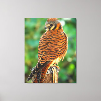 American Kestrel Canvas Wall Art | Bird of Prey