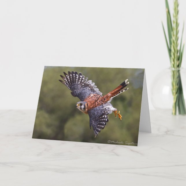 American Kestrel Card (Front)