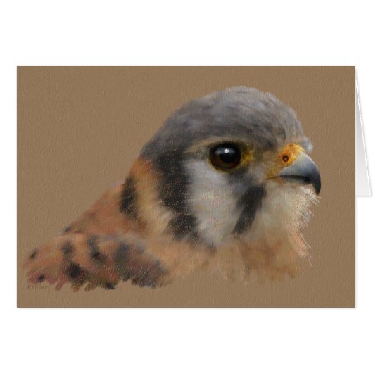 American Kestrel Cards (Front Horizontal)
