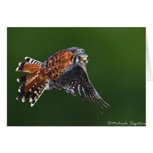 American Kestrel Cards (Front Horizontal)