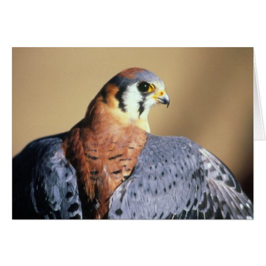 American Kestrel Cards (Front Horizontal)