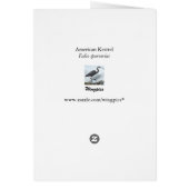 American Kestrel Cards (Back)