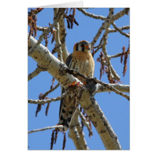 American Kestrel Cards