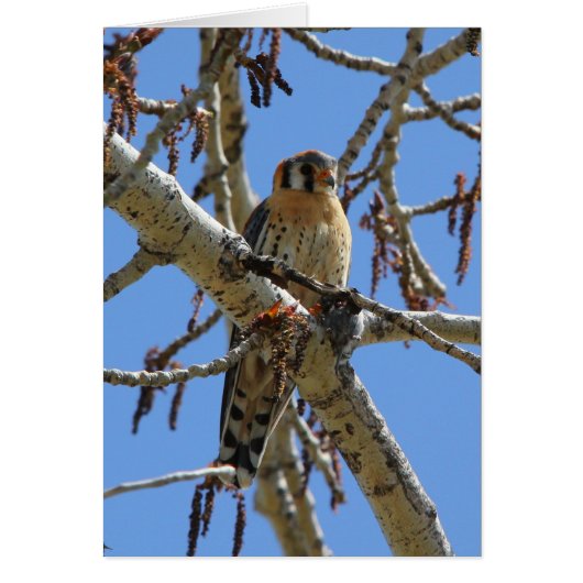 American Kestrel Cards (Front)