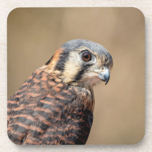 American Kestrel Drink Coaster