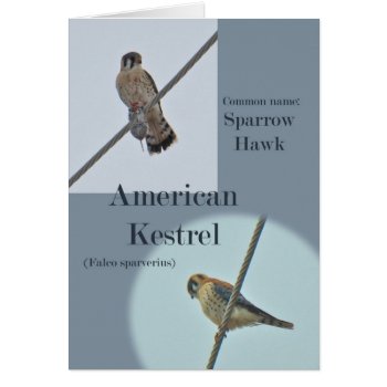 American Kestrel (falco Sparverius) Items by CarolsCamera at Zazzle