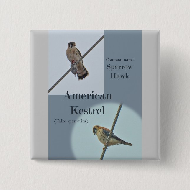 American Kestrel (Falco sparverius) Items Pinback Button (Front)